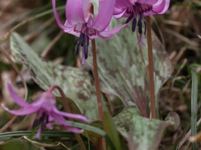 �J�^�N��_���T�R�̃J�^�N��