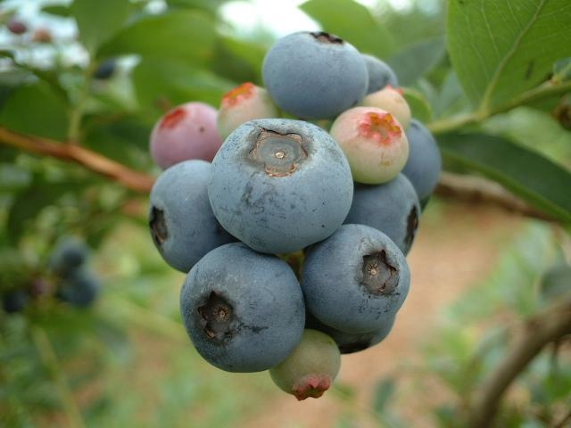 ��Ȃ����u���[�x���[��