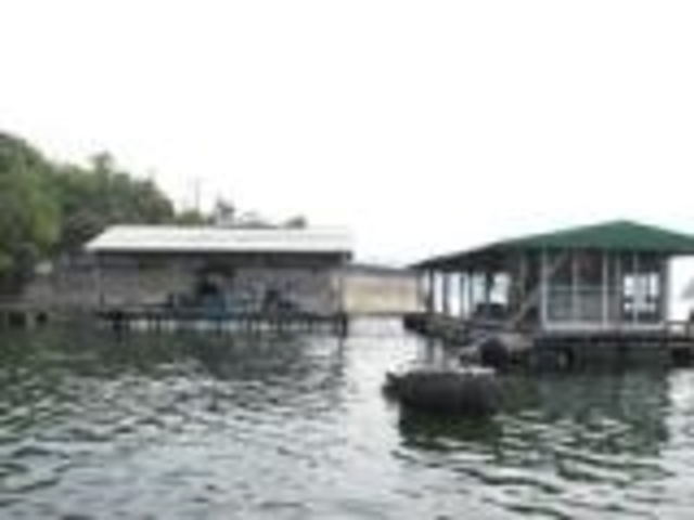 ��{�ނ蔳�̎ʐ^1