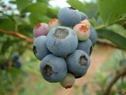 ��Ȃ����u���[�x���[���̎ʐ^2