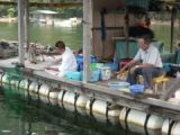 ��{�ނ蔳�̎ʐ^2