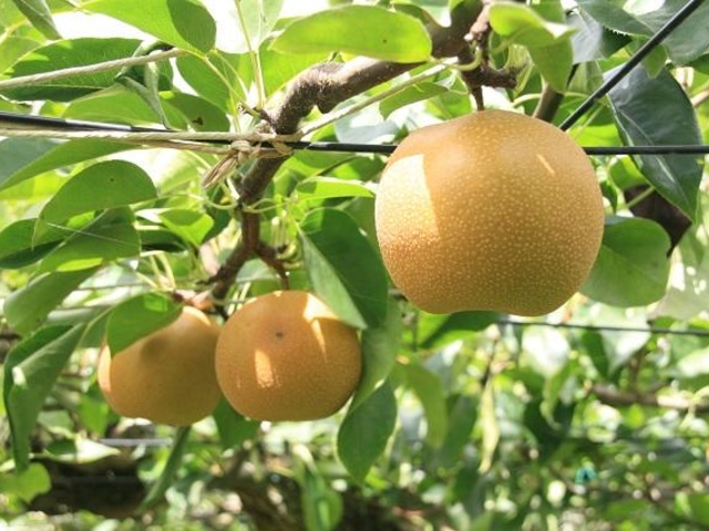 ���t���[�c���̎ʐ^1