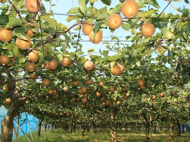 �������̎ʐ^2