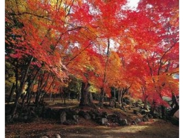 �������̎ʐ^1