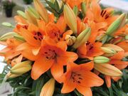 �����̎ʐ^1