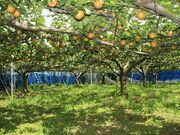 ��؉ʎ����̎ʐ^3