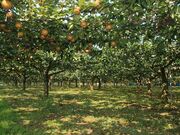 �������̎ʐ^3