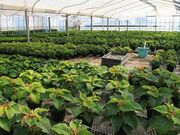 �������̎ʐ^2