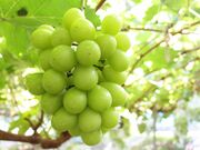 �m�I�E���n�Y�I���̎ʐ^2