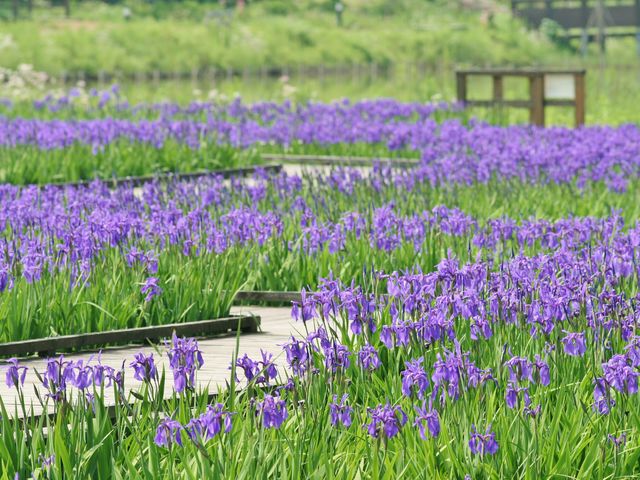 5�����{�͐��ӂɍ炫�ւ�J�L�c�o�^�܂�_���襖��̐X����