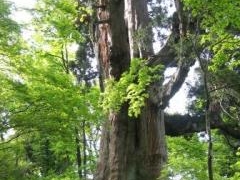 仙人峠の姥杉　の写真1