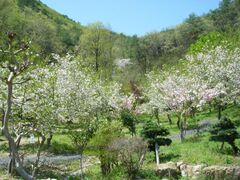 �_������������т̓m�̎ʐ^