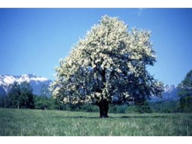 �C�m���q��̃��}�i�V�̖؂̎ʐ^1