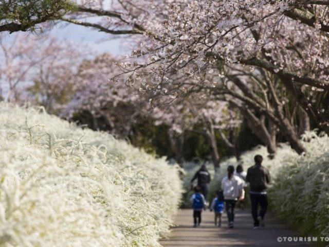 ���m���Ή��Z���^�[�̃T�N���ƃ��L���i�M�̎ʐ^1