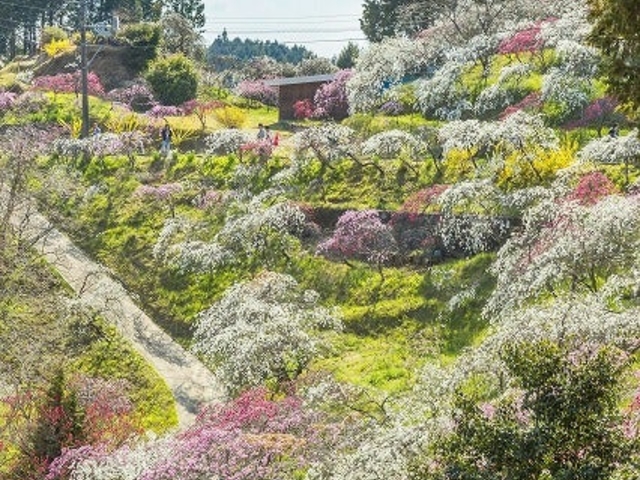 �㒆�̂����꓍�̎ʐ^1