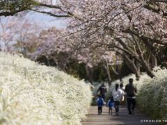 ���m���Ή��Z���^�[�̃T�N���ƃ��L���i�M�̎ʐ^1