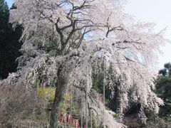 ���ˎ��V�_���U�N���̎ʐ^1