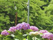 ���P���_���̎ʐ^3