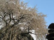 ���ˎ��V�_���U�N���̎ʐ^3