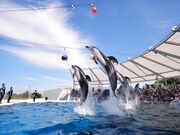 �[���`�ό��ē����@����ۂ邽�̎ʐ^3