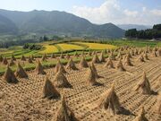 �Ȗ��I�c�̎ʐ^1