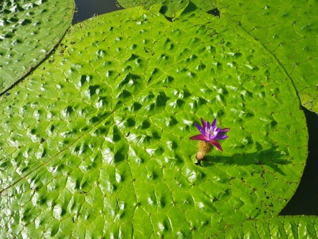 �I�j�o�X�̎ʐ^1