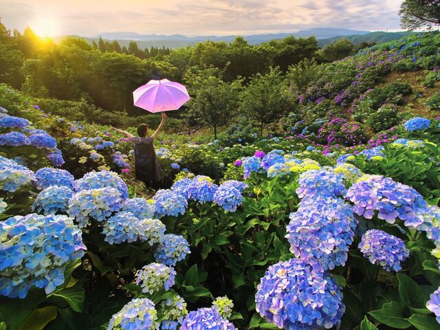 �����R�E�ω��R�����̂��������̎ʐ^1