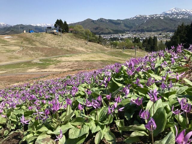 ���o�����J�^�N���Q���n�̎ʐ^1