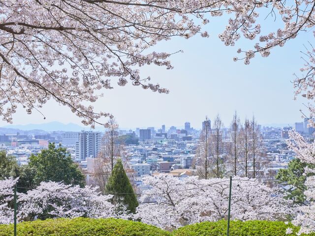 ���R�s���c�R�A�����̎ʐ^1