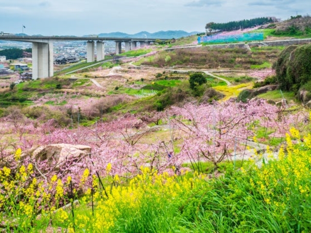 �ʓ������i�x�c�j�̓����̎ʐ^1