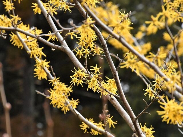 �܂񂳂����̎ʐ^1