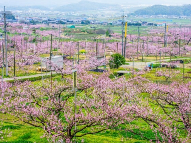 �Ԕ֎s�̓����i���O�E�����n��j�̎ʐ^1