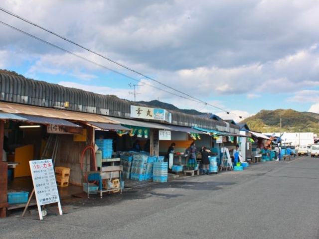 �񓇃J�L�������̎ʐ^1