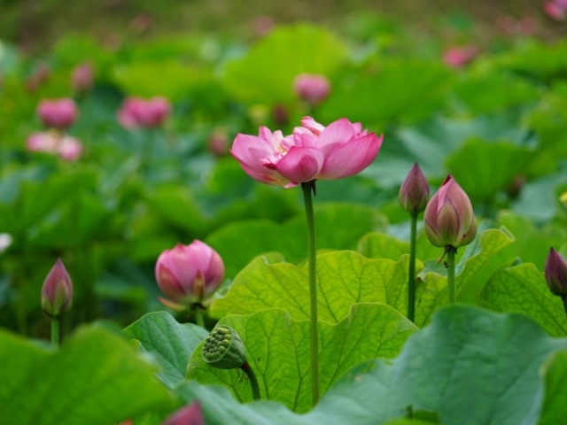 �{�n�₷�炬�̗��i�͂����j�̎ʐ^1