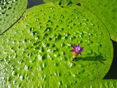 �I�j�o�X�̎ʐ^1