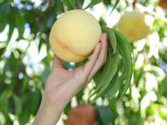 ���Ύ����̎ʐ^