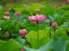 �{�n�₷�炬�̗��i�͂����j�̎ʐ^1