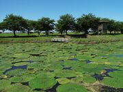 �I�j�o�X�̎ʐ^2