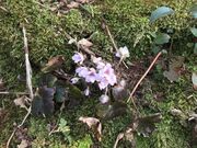 ���@�@�{�R���c�@�@���R�@���@���̎ʐ^3