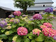 ���@�߃T�t�����𐻑��{�܁E�đ��̎ʐ^1