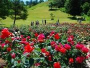 �~���z�X�L�[�K�[�f���i���ړI�L��j�̎ʐ^2