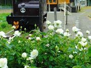 �~���z�X�L�[�K�[�f���i���ړI�L��j�̎ʐ^4