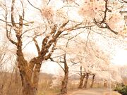 �����R�E�ω��R�����̎ʐ^2