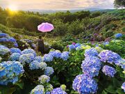 �����R�E�ω��R�����̎ʐ^3