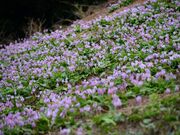 ���o�����J�^�N���Q���n�̎ʐ^2