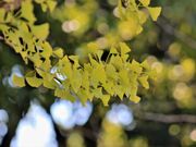 �k�����̎ʐ^2