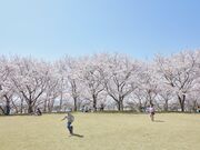 ���R�s���c�R�A�����̎ʐ^4