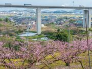 �ʓ������i�x�c�j�̓����̎ʐ^2