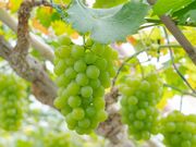 ���Ύ����̎ʐ^3