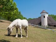 ������܃t�@�[�}�[�Y�E�}�[�P�b�g�@�m�[�X���B���b�W�̎ʐ^2